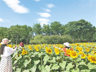 郑州植物园两万株向日葵盛放