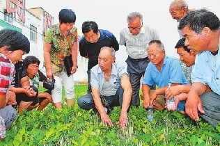 一位老党员的花生情怀