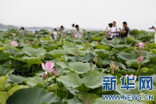 夏日荷花醉游人【组图】