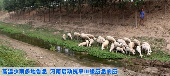 高温少雨多地告急 河南启动抗旱Ⅲ级应急响应