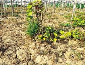 高温少雨 多地告急 河南启动抗旱Ⅲ级应急响应