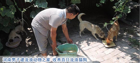 河南男子建流浪动物之家 收养百只流浪猫狗