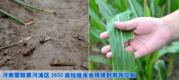 河南荥阳黄河滩区2600亩地蝗虫虫情得到有效控制