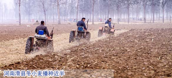 河南滑县冬小麦播种近半