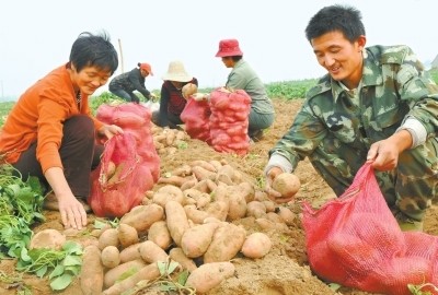 孟州:种龙薯能致富