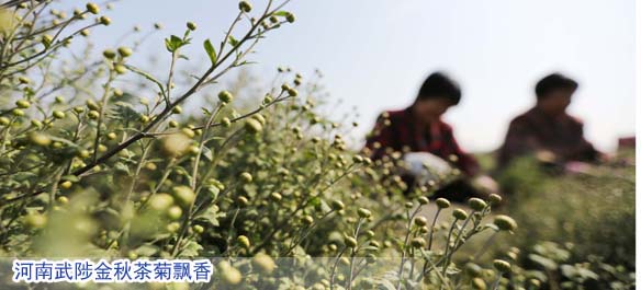 河南武陟金秋茶菊飘香
