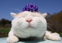 猫一样的高冷人生