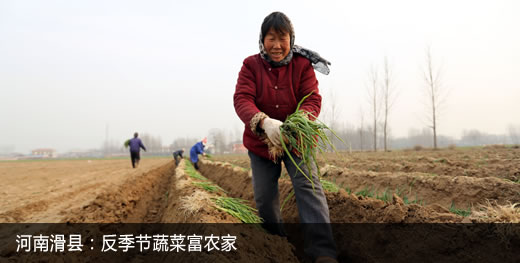 河南滑县：反季节蔬菜富农家