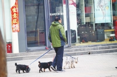 郑州去年办狗证补贴还未领到 养犬办：各种原因
