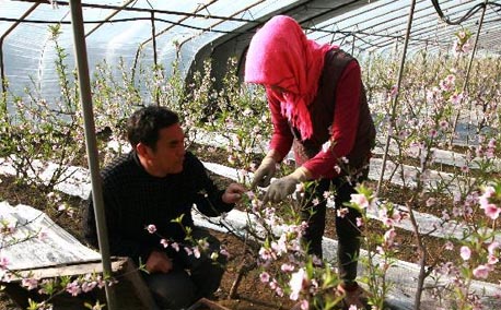 租用蜜蜂授粉忙