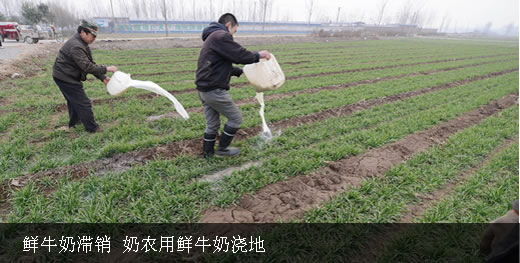 新乡：奶农用鲜牛奶浇地