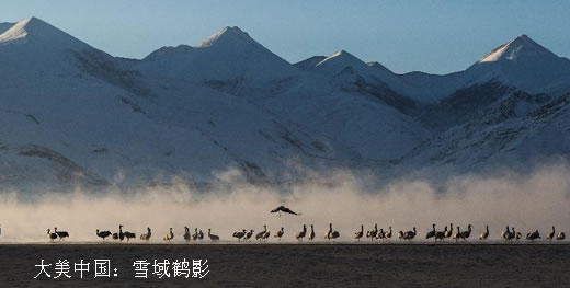 大美中国：雪域鹤影