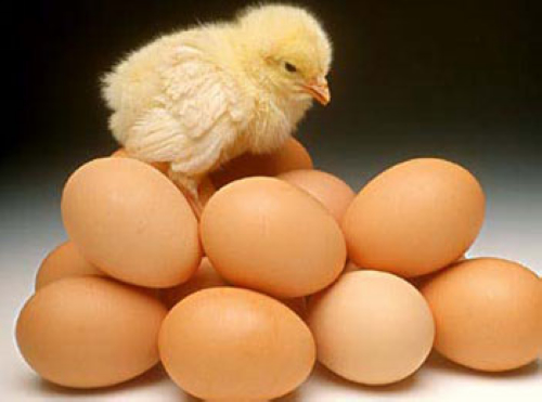 生鸡蛋更营养？网传鸡蛋不宜“九吃”靠谱吗
