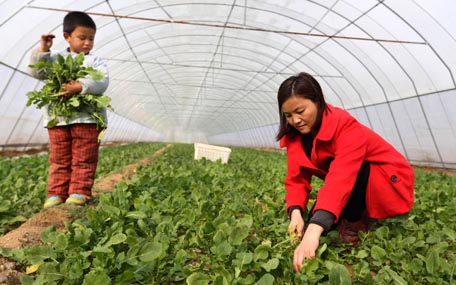 河南滑县：“天樱”野菜 市场受宠