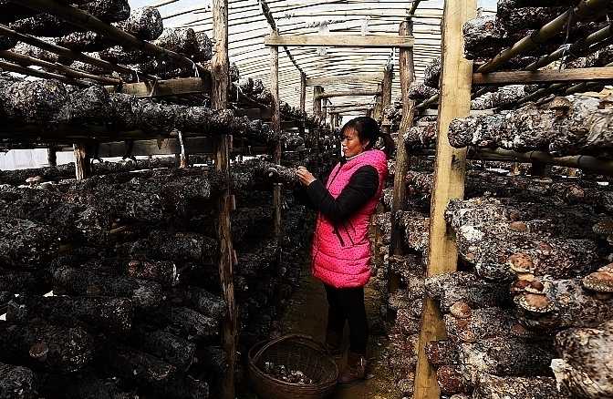 河南西峡：食用菌产业富农家