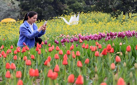 郑州第18届郁金香花展开幕