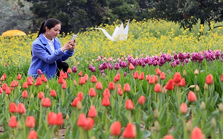 郑州第18届郁金香花展开幕