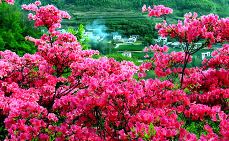 满山杜鹃花正艳 等您免费来赏花