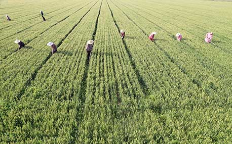 小麦丰收在望 农民喜上眉梢