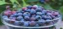 7种紫色食物防癌抗衰老 蓝莓还可改善眼睛视力