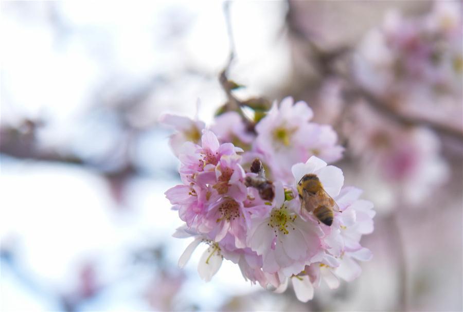 商丘:一个传统农区的工业聚变
