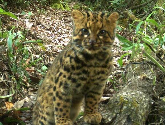  云猫再现云南 _云南丽江_云南大学杀人碎尸案