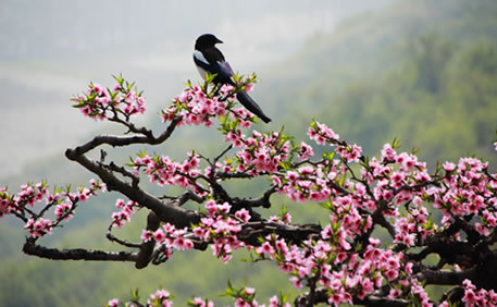 喜鹊戏桃花