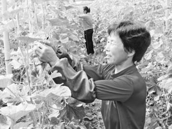 河南叶县：物联网控温湿甜瓜口感好 深受喜爱