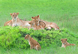 坦桑尼亚狮子照全家福镜头感十足