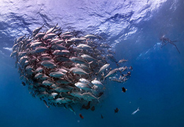 探险家抓拍海底“鱼群龙卷风” 场面壮观