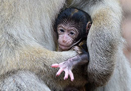德巴巴利猕猴拍甜蜜温馨“亲子写真”