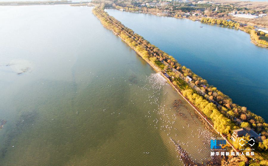 【飛閱中國】黃河上的“天鵝湖”