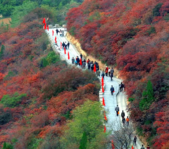 竹林万寿山红叶