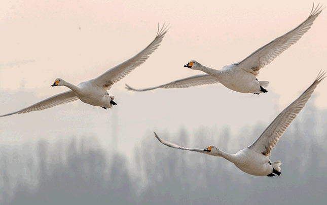 三门峡：天鹅雪中舞翩翩