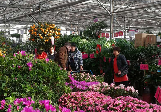 【新春走基层】郑州：新春到 鲜花俏