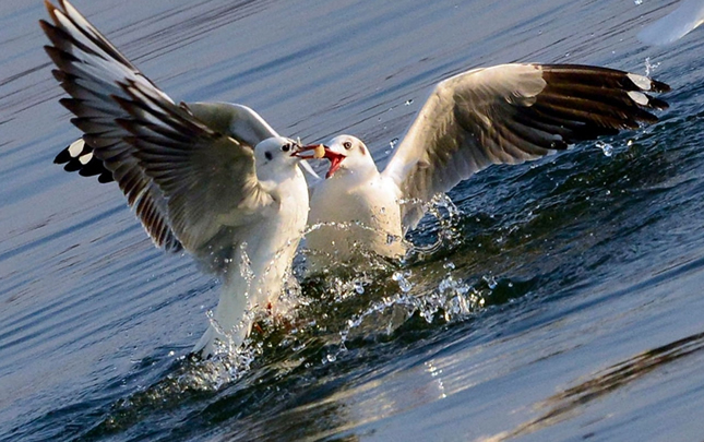 陆浑湖里的小精灵