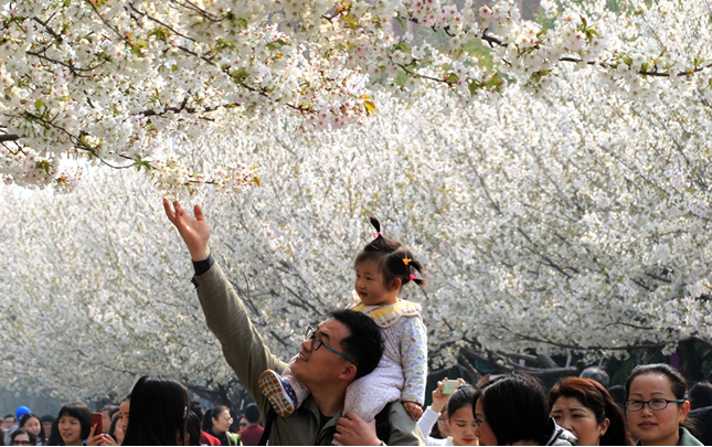 【航拍】河南许昌：入春时节赏樱花