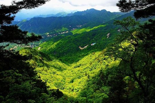 衝天香陣透信陽 滿城盡飲毛尖茶