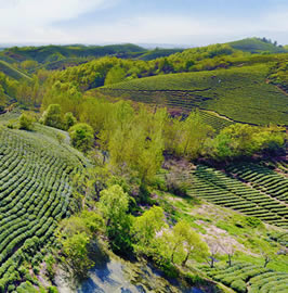 河南信陽：茶園採茶忙