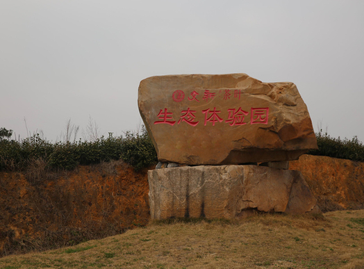 文新萬畝生態茶園