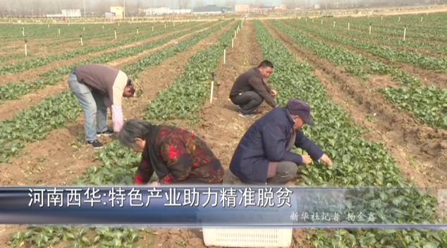河南西華：特色産業助力精準脫貧