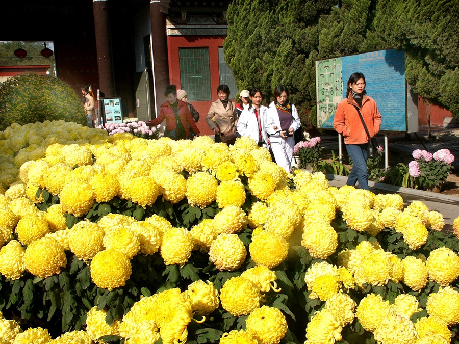 2004 中國開封第22屆菊花花會