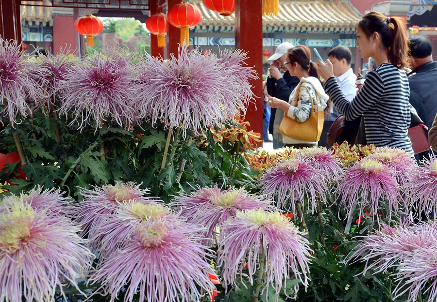 2012 中國開封第30屆菊花文化節