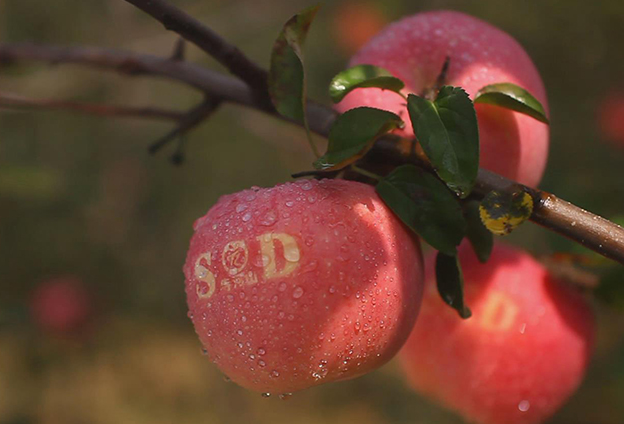 灵宝苹果有四大特点：脆、香、酸甜适中、天然富硒。