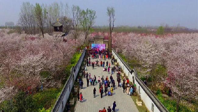 河南鄢陵：櫻花繽紛醉遊人