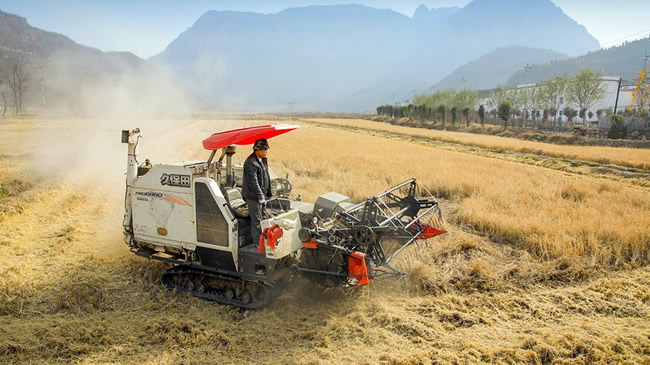 前峪村的水稻丰收了