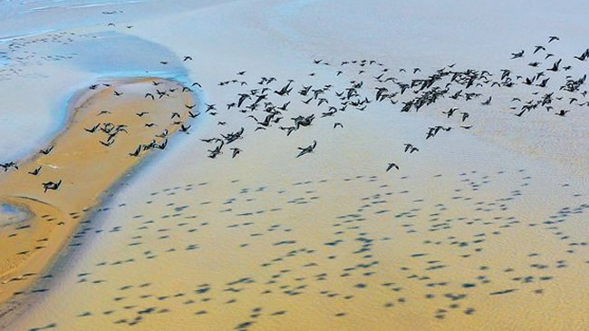 【视频】黄河又见雁归来