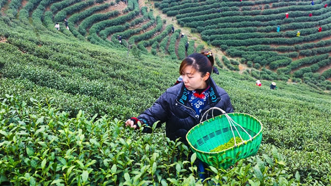 河南光山: 春暖花開採新茶