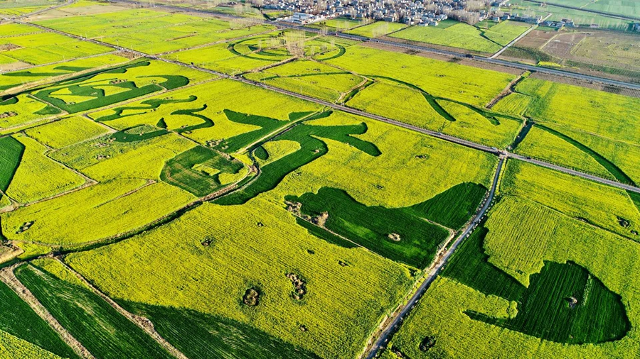 河南襄城：不负春光遍地黄