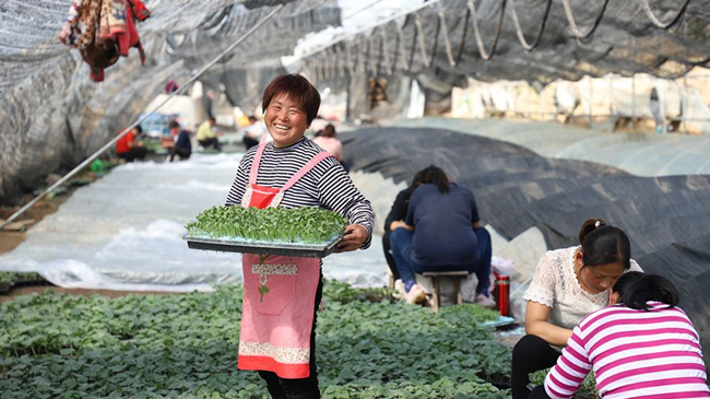 河南民权：家门口返岗复工促增收